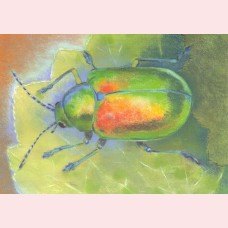 Klein insectenboek 1 - Groene kever